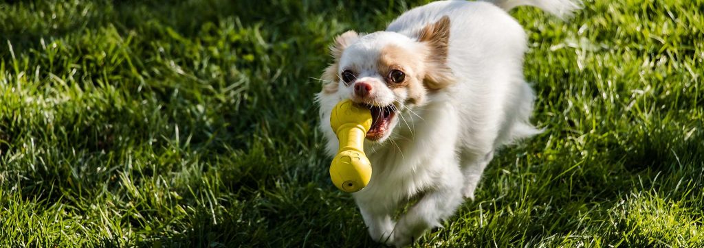 כלב משחק בצעצוע