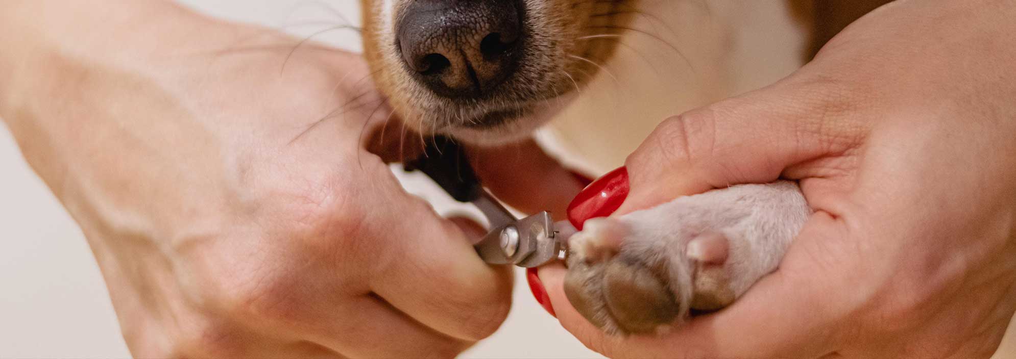 גזירת ציפורניים לכלב