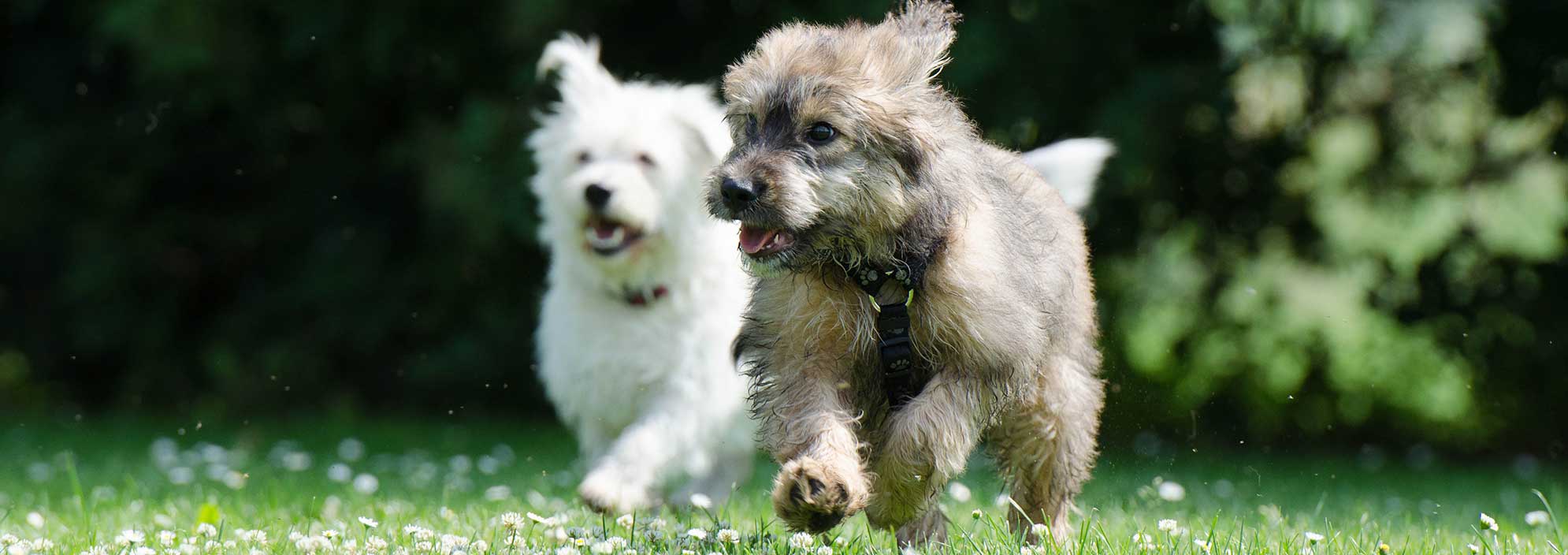 כלבים בעלי פרווה נקייה רצים